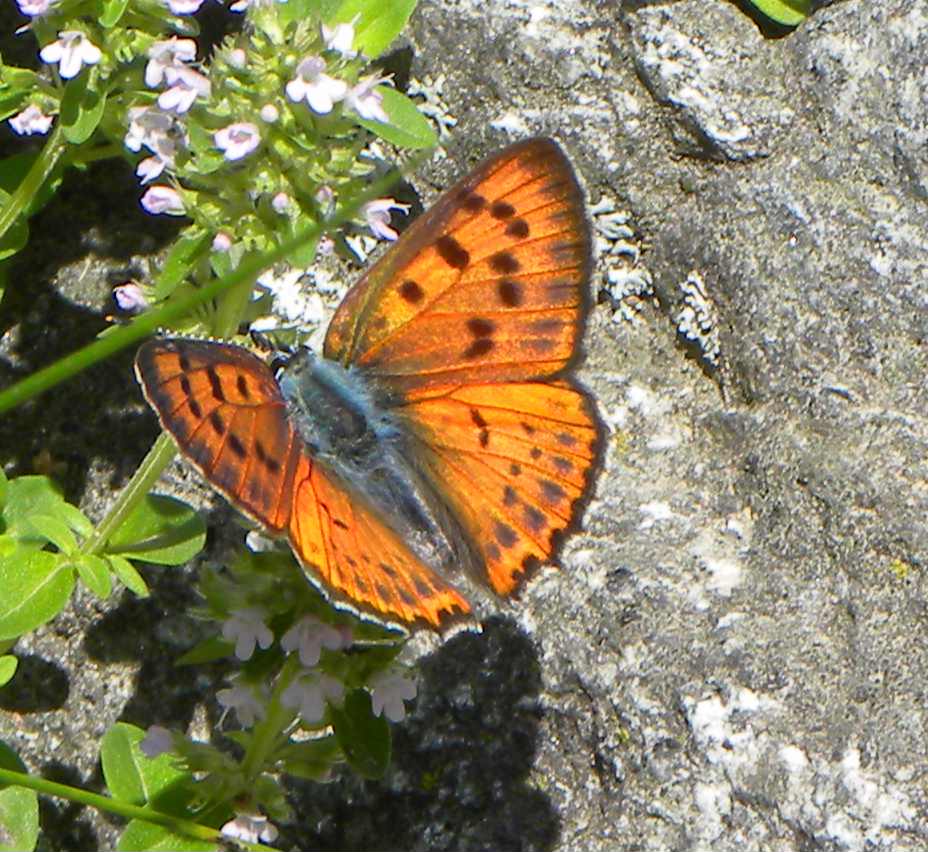 farfalla da identificare